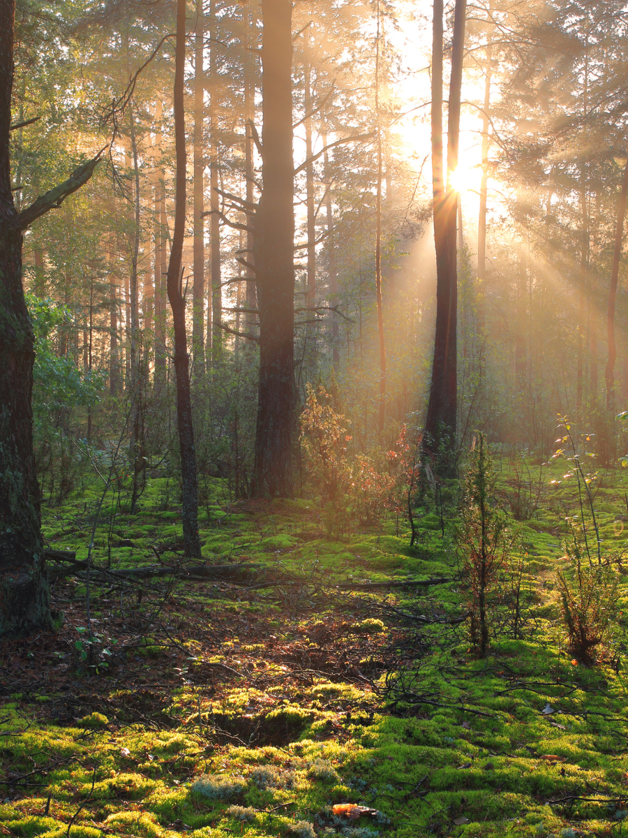 natuur, licht, zon, bomen, groen, lente